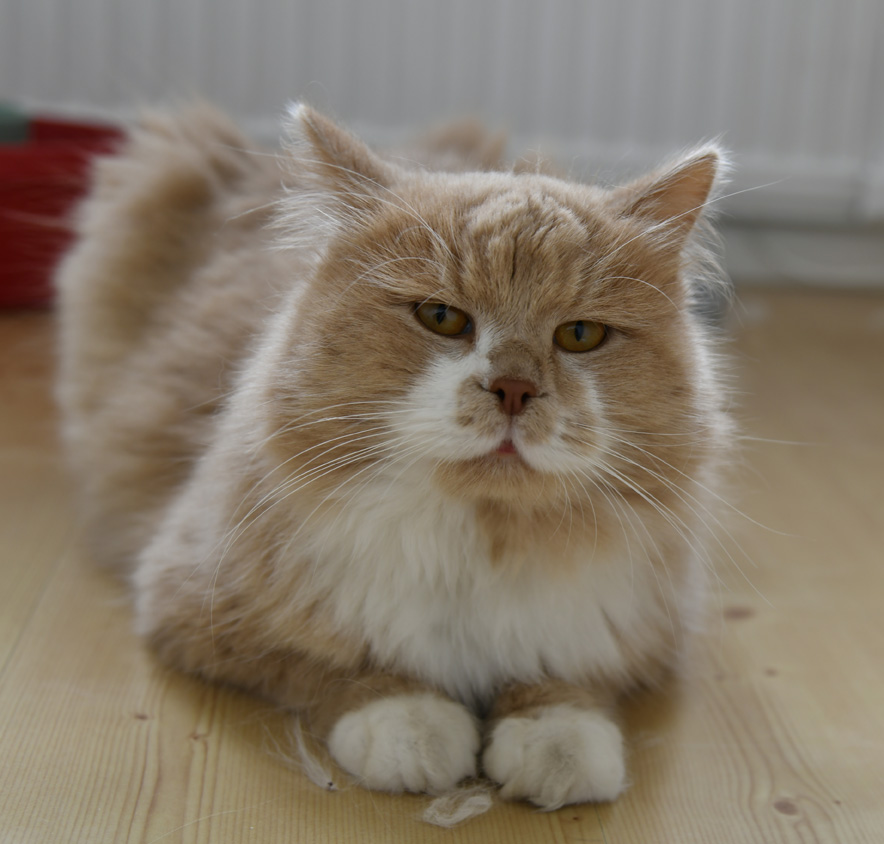sibirisk katt Ozzy
